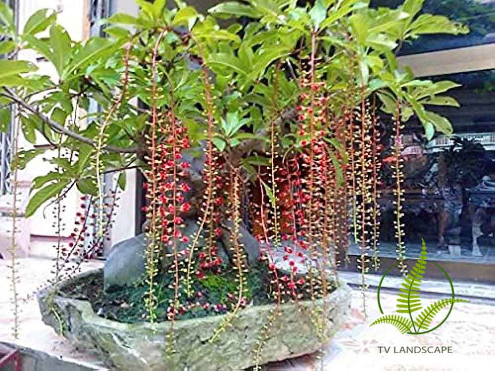Cây Lộc Vừng