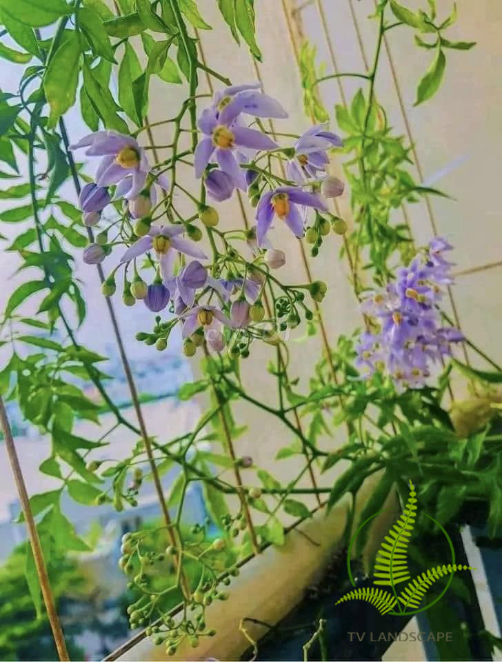 Cây Tiêu Nương