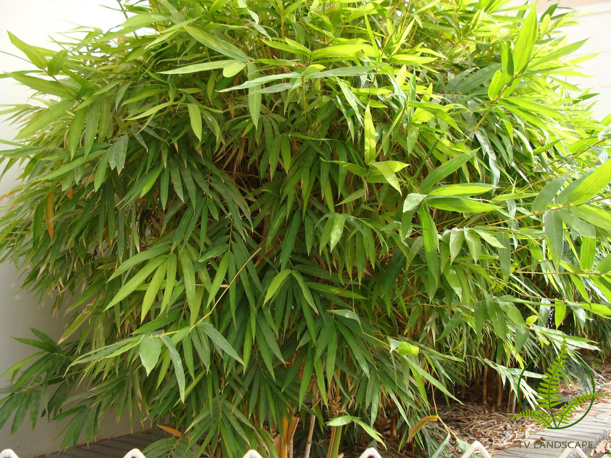 Cây Tre Sọc Vàng