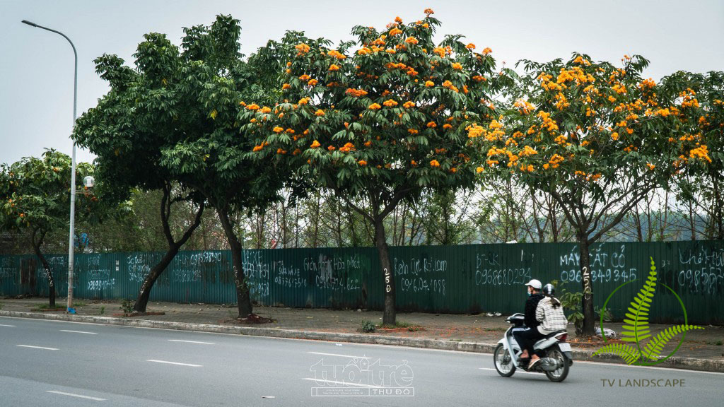 Cây Vàng Anh