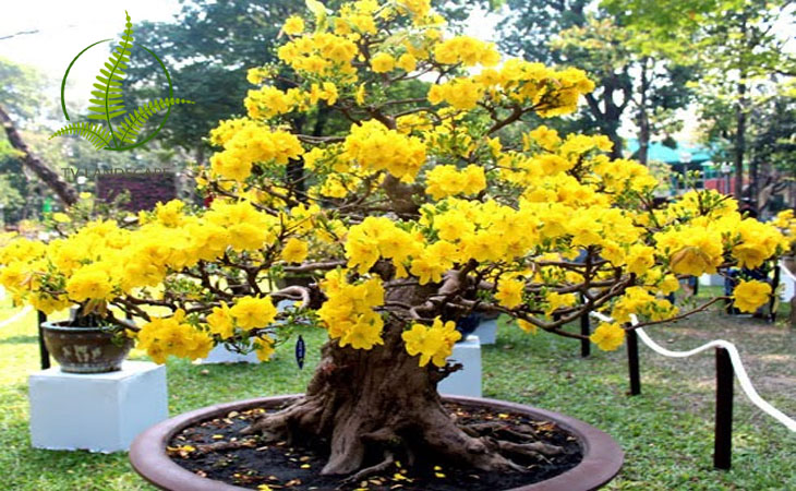 Cây Mai Vàng