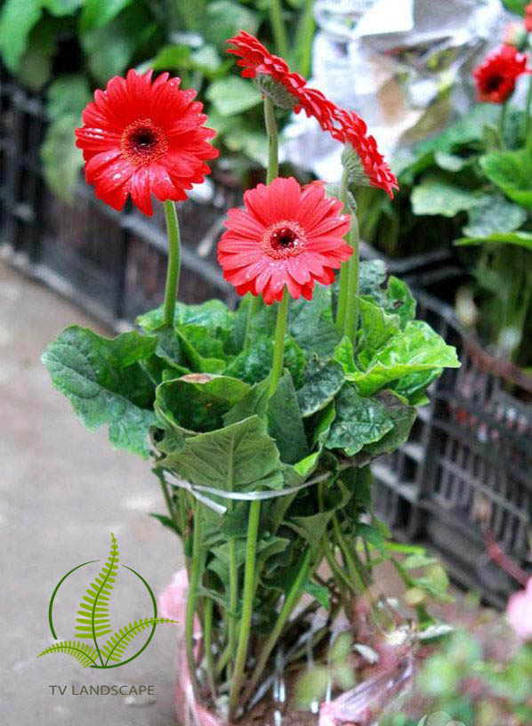 Cúc Đồng tiền