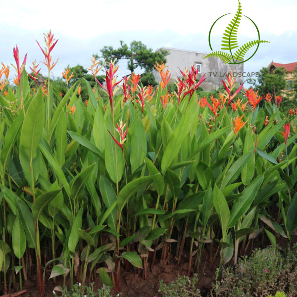 Cây Chuối Mỏ Két