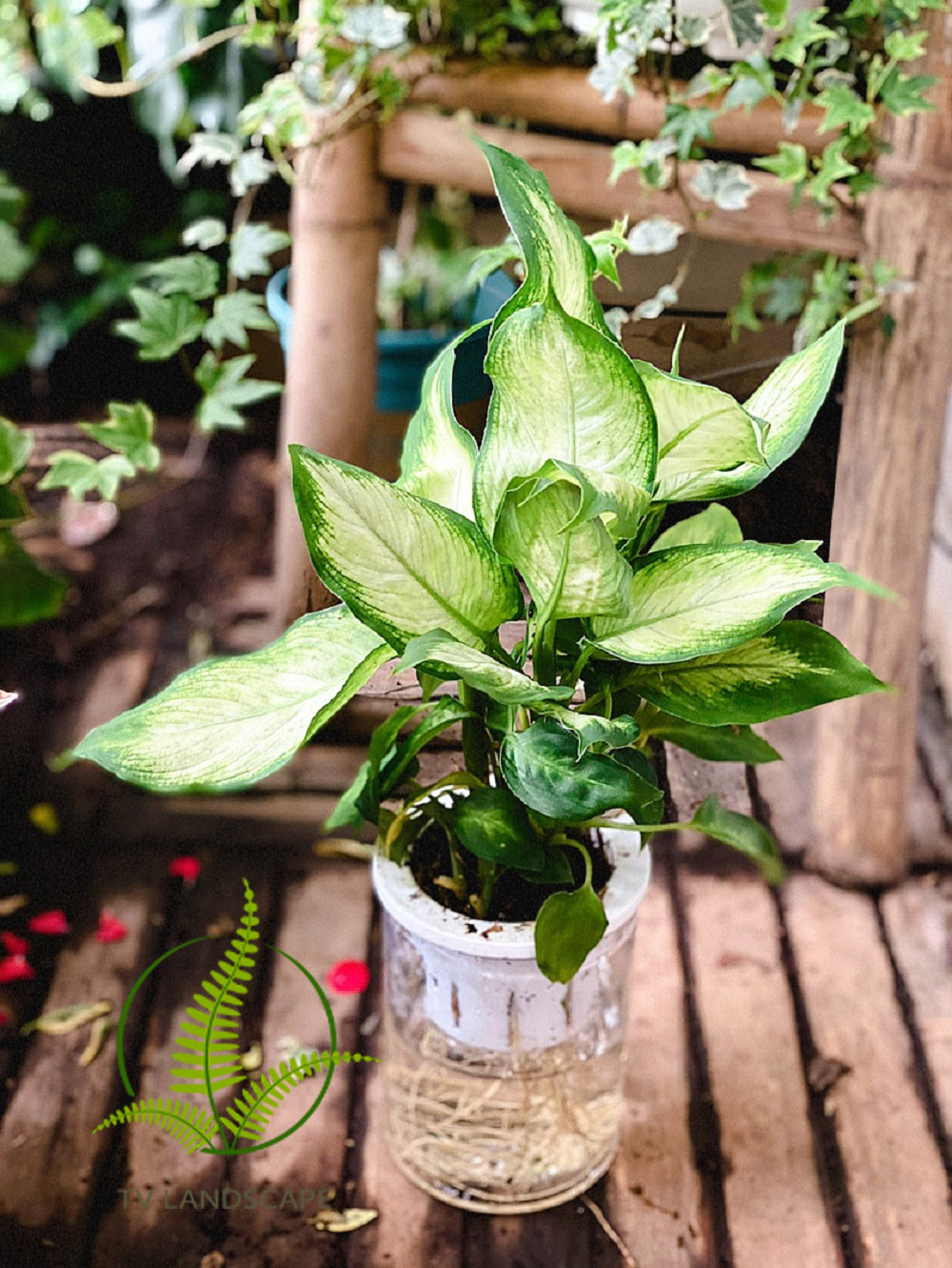 Cây sao sáng thủy sinh