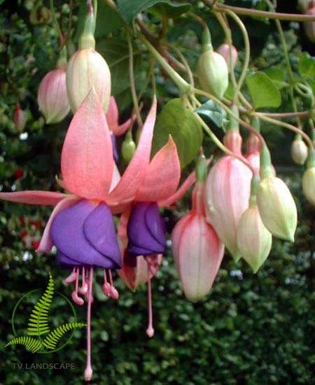 Hoa Lồng Đèn