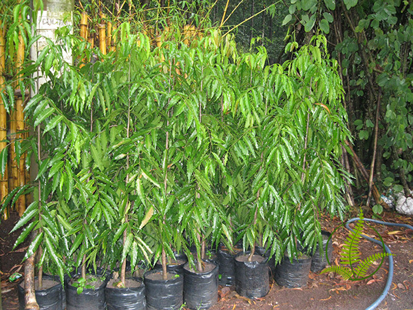 Cây Hoàng Nam