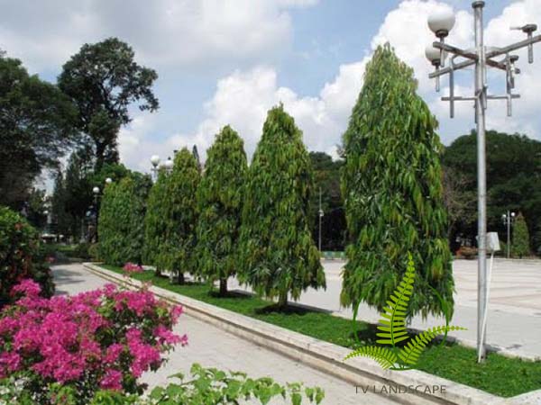 Cây Hoàng Nam