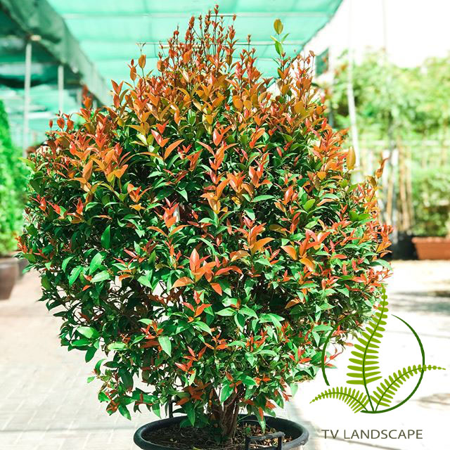 Cây Hồng Lộc