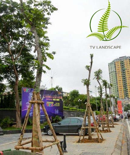 Cây Lát Hoa