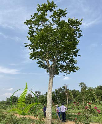Cây Lát Hoa