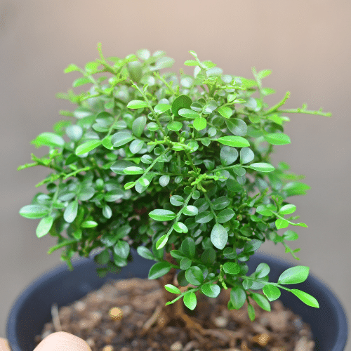 Cây Nguyệt Quế