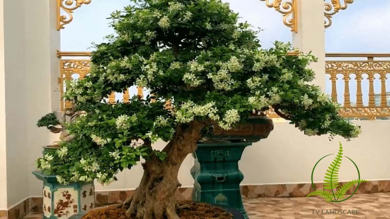 Cây Nguyệt Quế