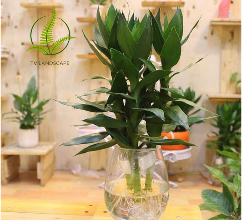 Cây phát lộc thủy sinh