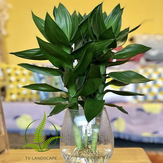 Cây phát lộc thủy sinh