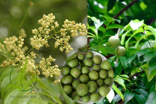Cây Sấu