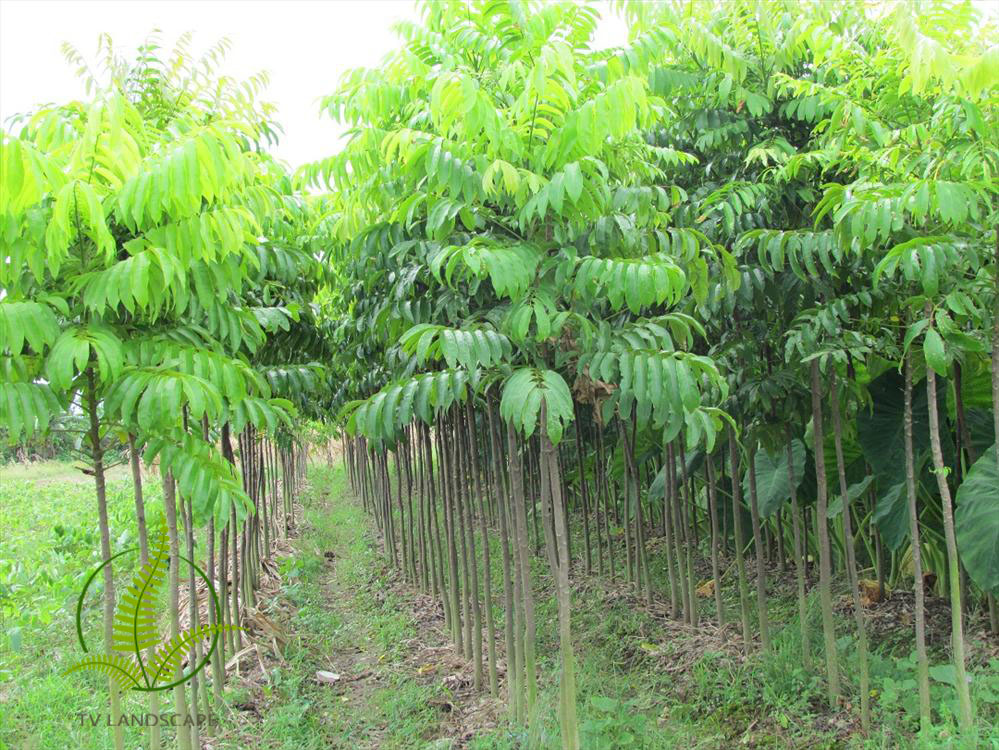 Cây Sấu
