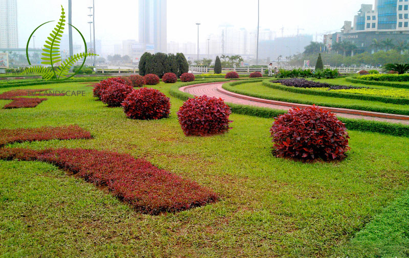 Cây Tai Tượng