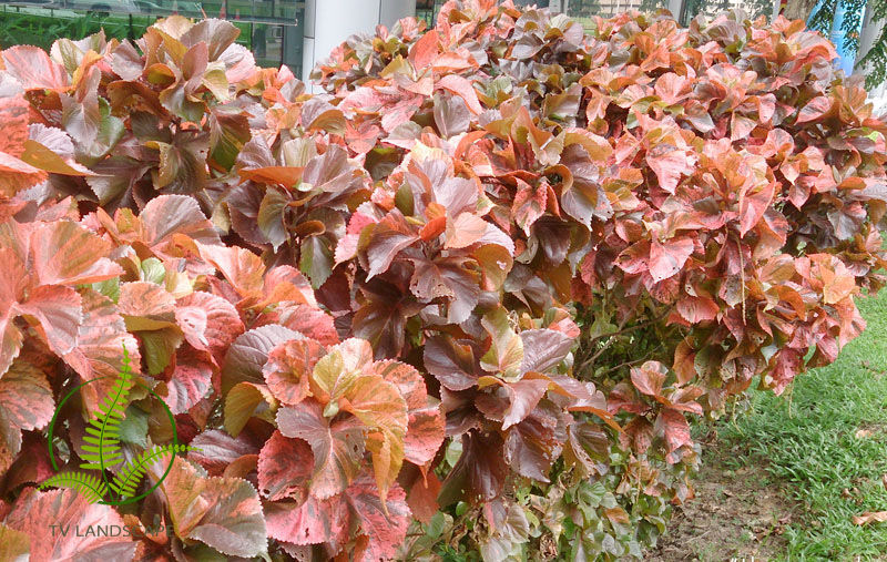 Cây Tai Tượng