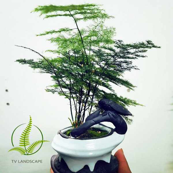 Cây Thủy Tùng