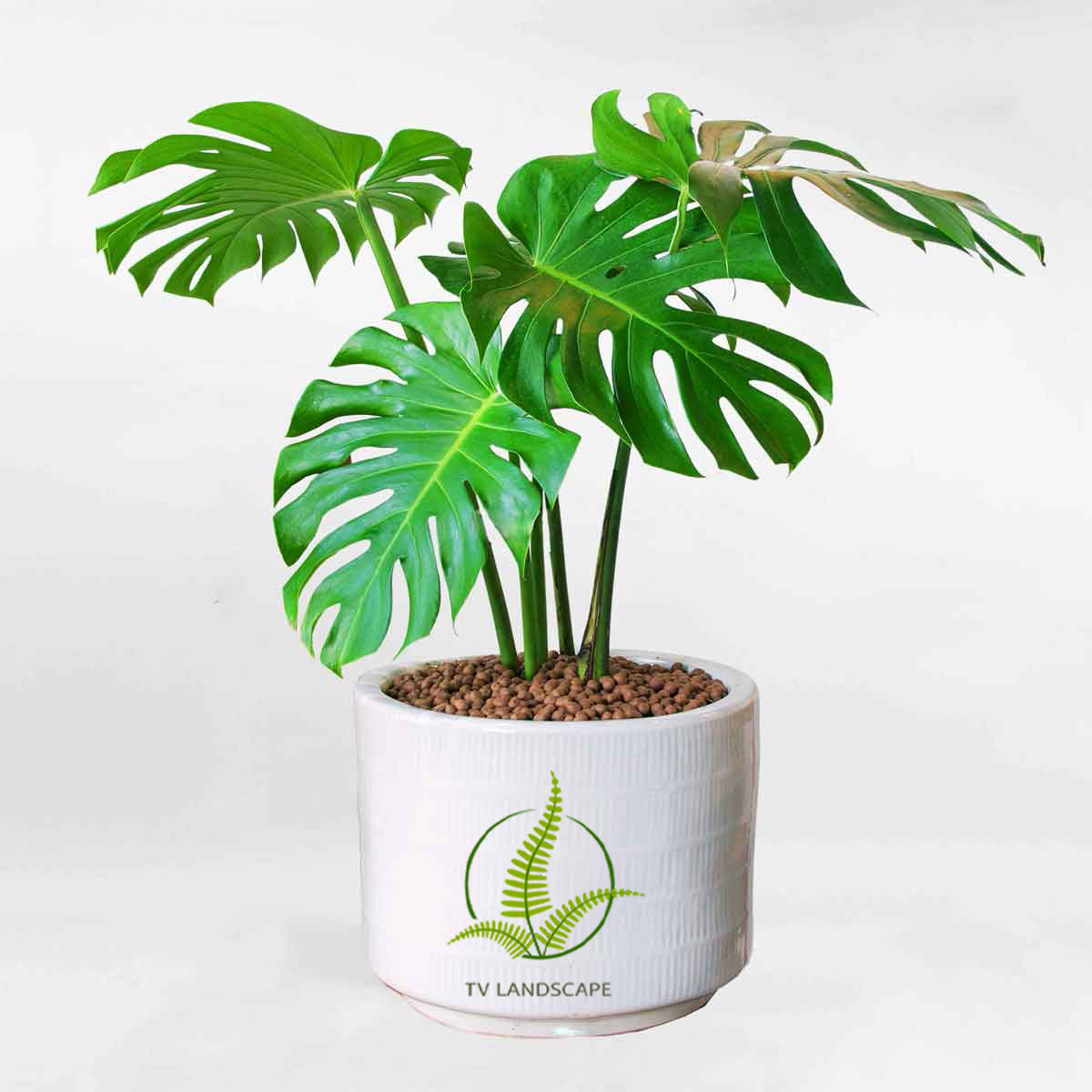 Cây Trầu Bà Nam Mỹ