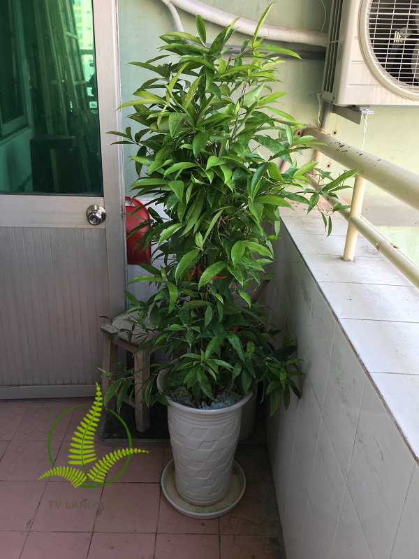 Cây Trúc Nhật