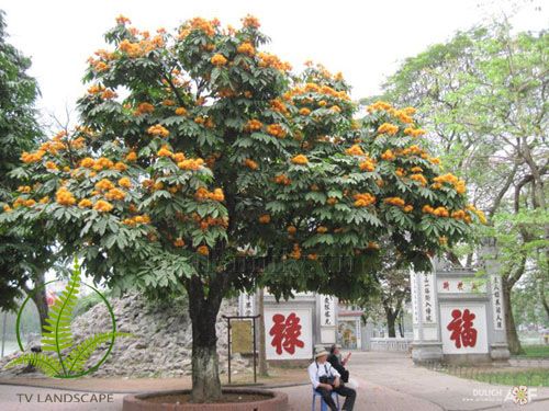 Cây Vàng Anh