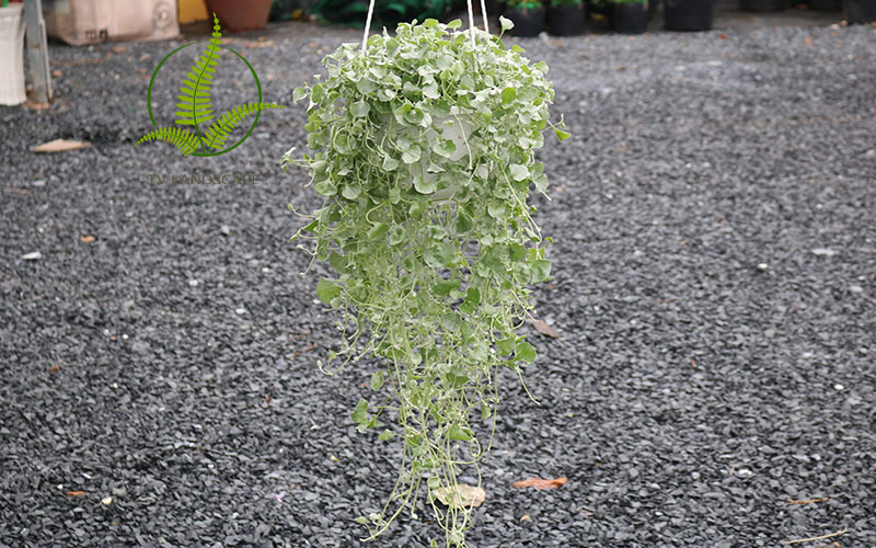 Cây Vẩy Rồng