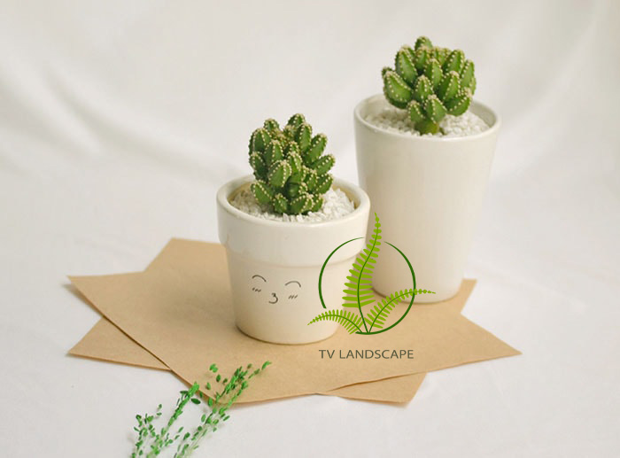Cây Xương Rồng