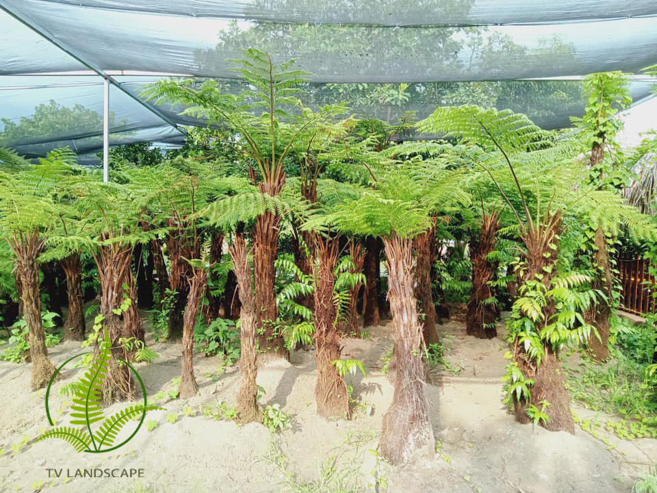 Cây Dương Xỉ Cổ