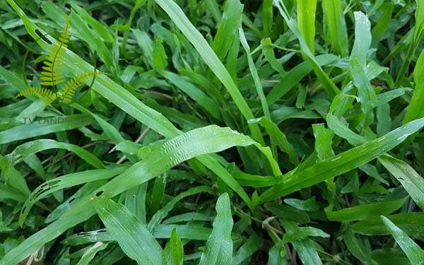 Cỏ lá gừng
