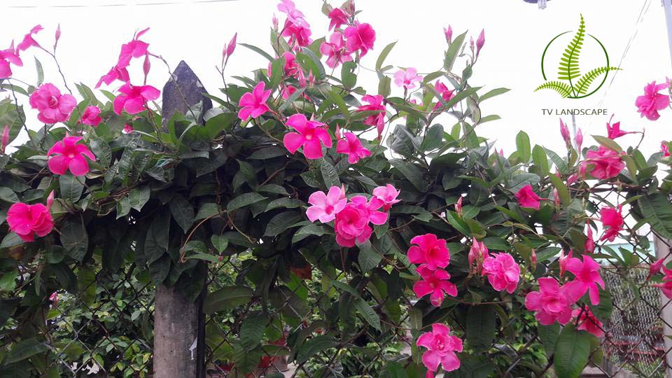 Cây Hồng anh