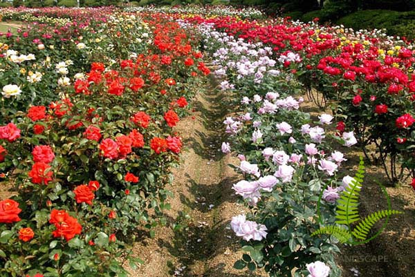 Cây Hoa Hồng Đà Lạt