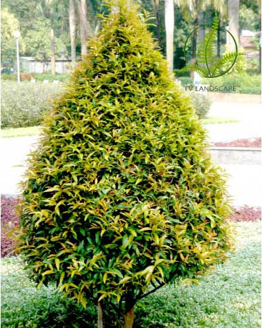 Cây Hồng Lộc