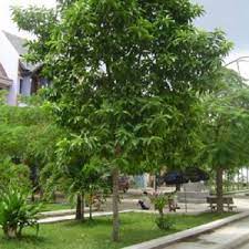 Cây Sấu