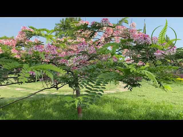 Cây Muồng Hoa Đào