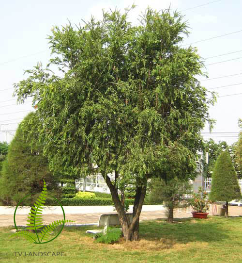 Cây Tràm Bông Đỏ