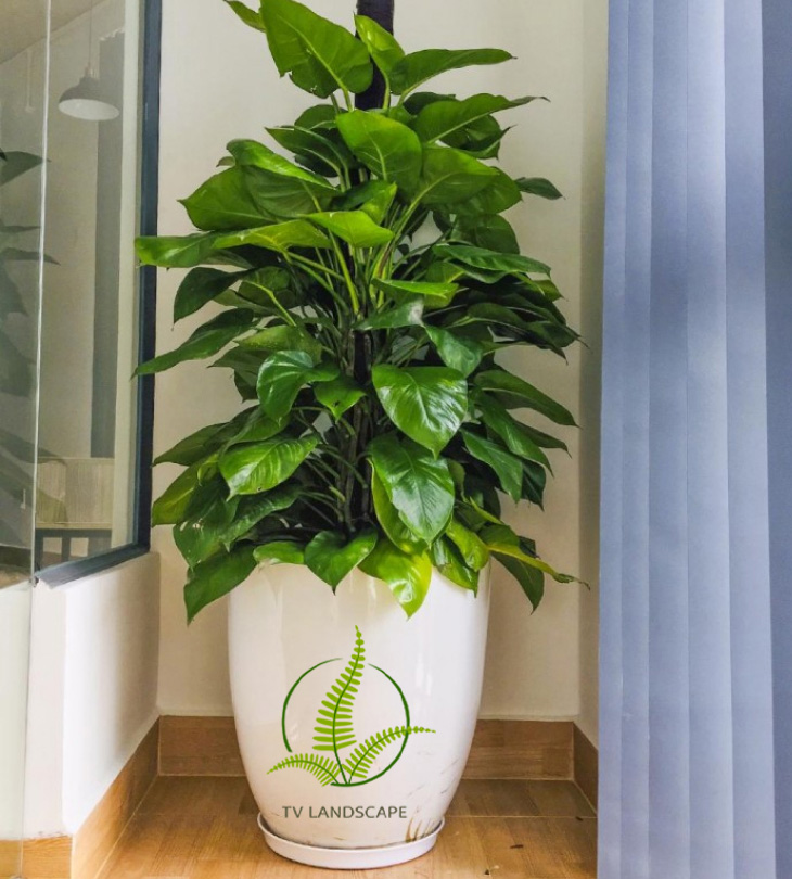 Cây Trầu Bà leo cột