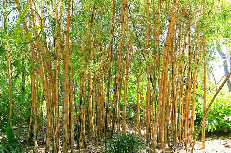 Cây Tre Sọc Vàng