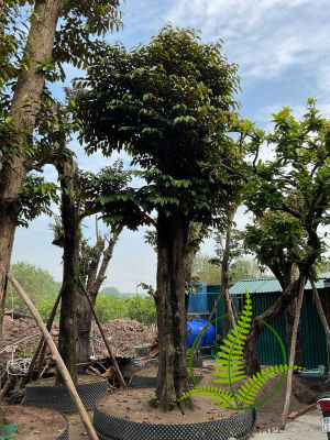 Cây Vú Sữa