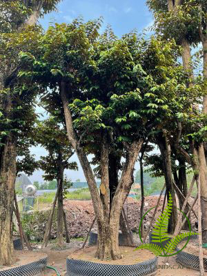 Cây Vú Sữa