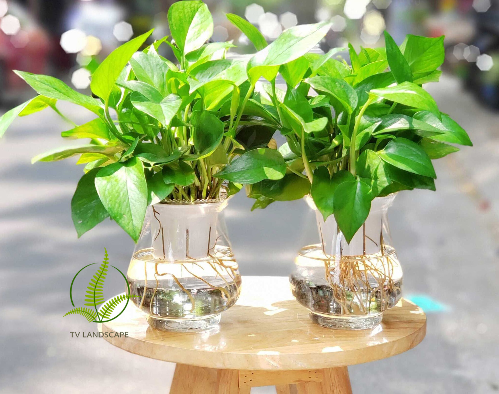 Cây vạn niên thanh thủy sinh