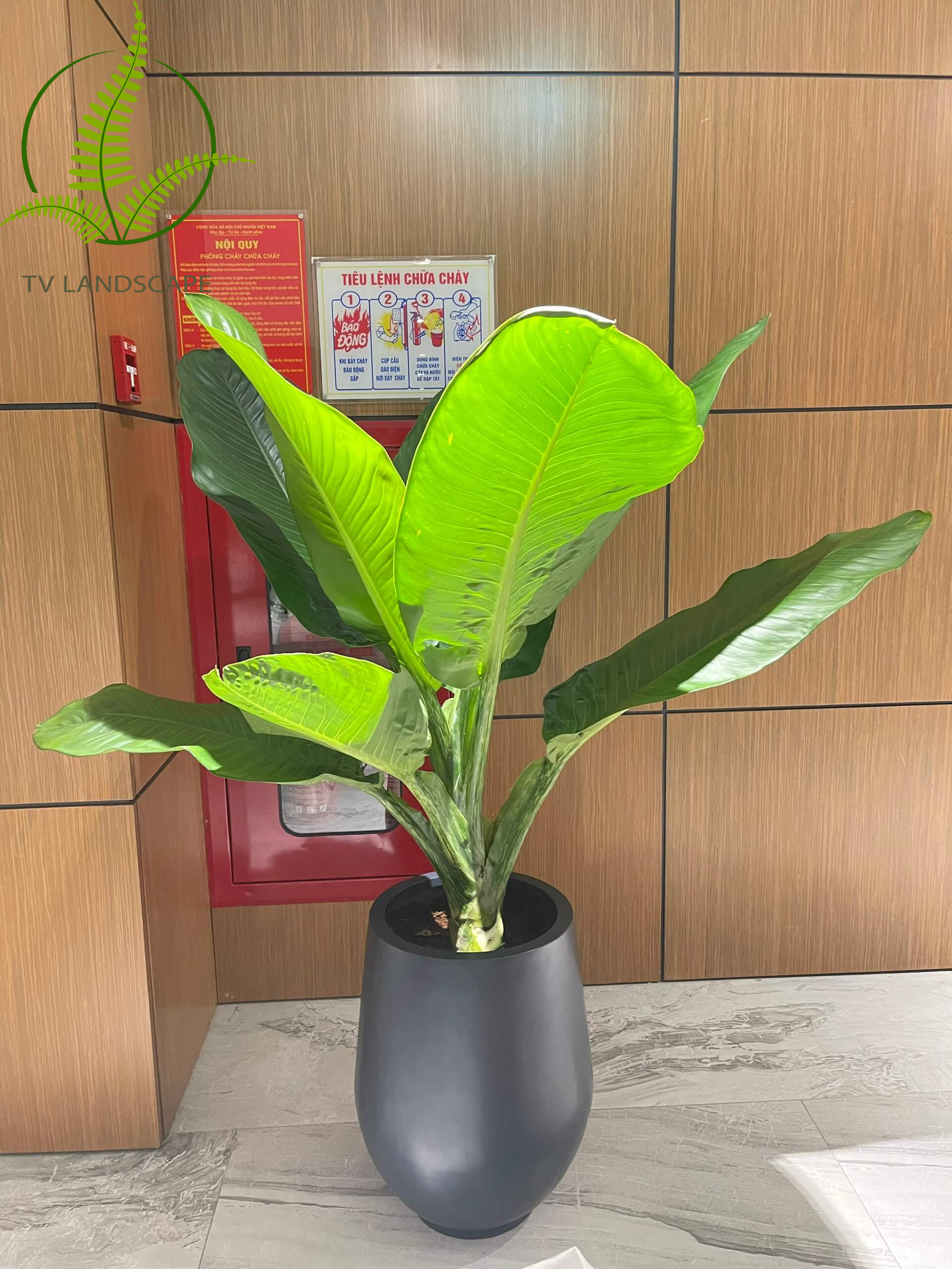 Cây Đại Phú Gia