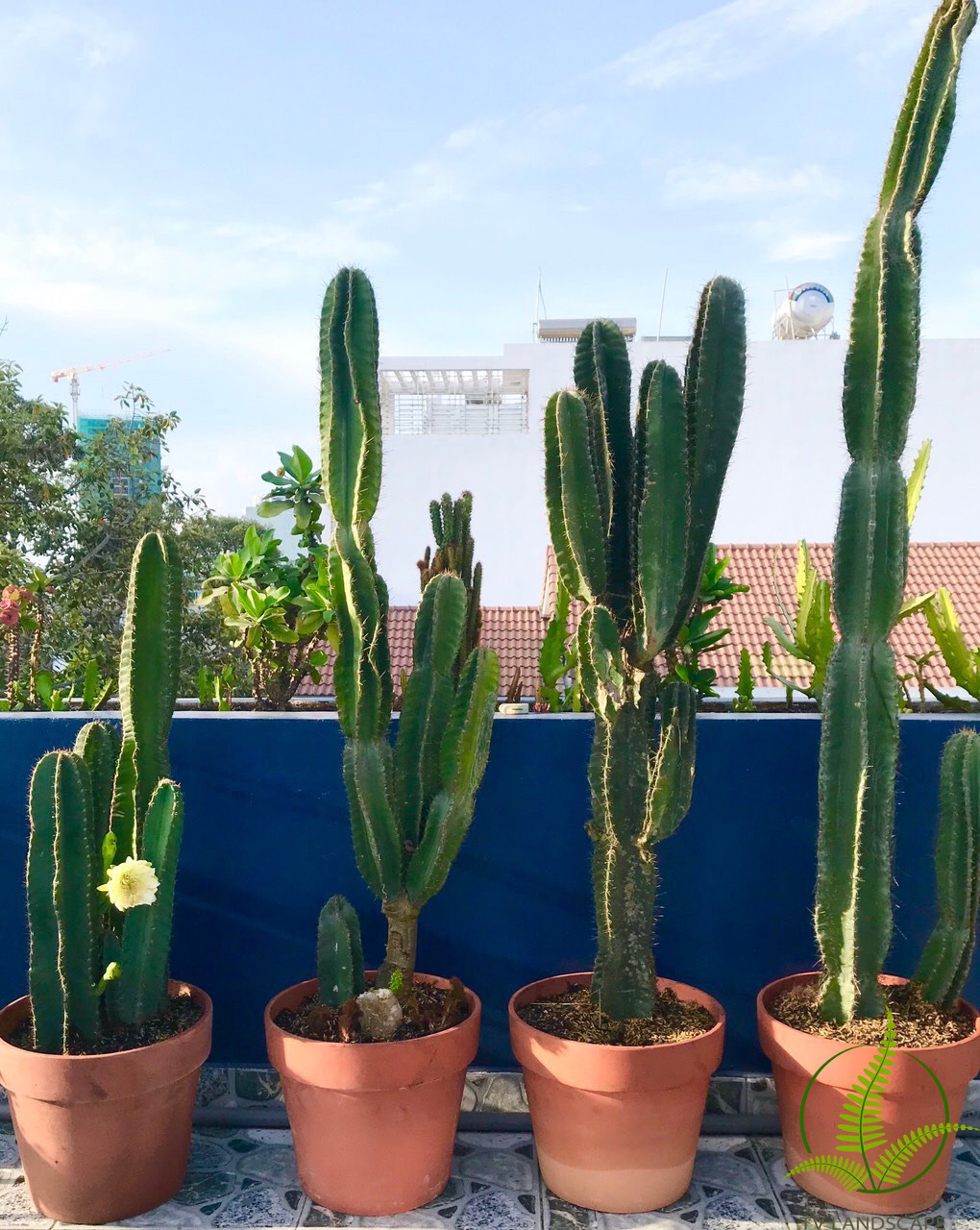 Cây xương rồng