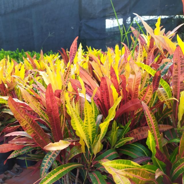 Cây cô tòng đuôi lươn