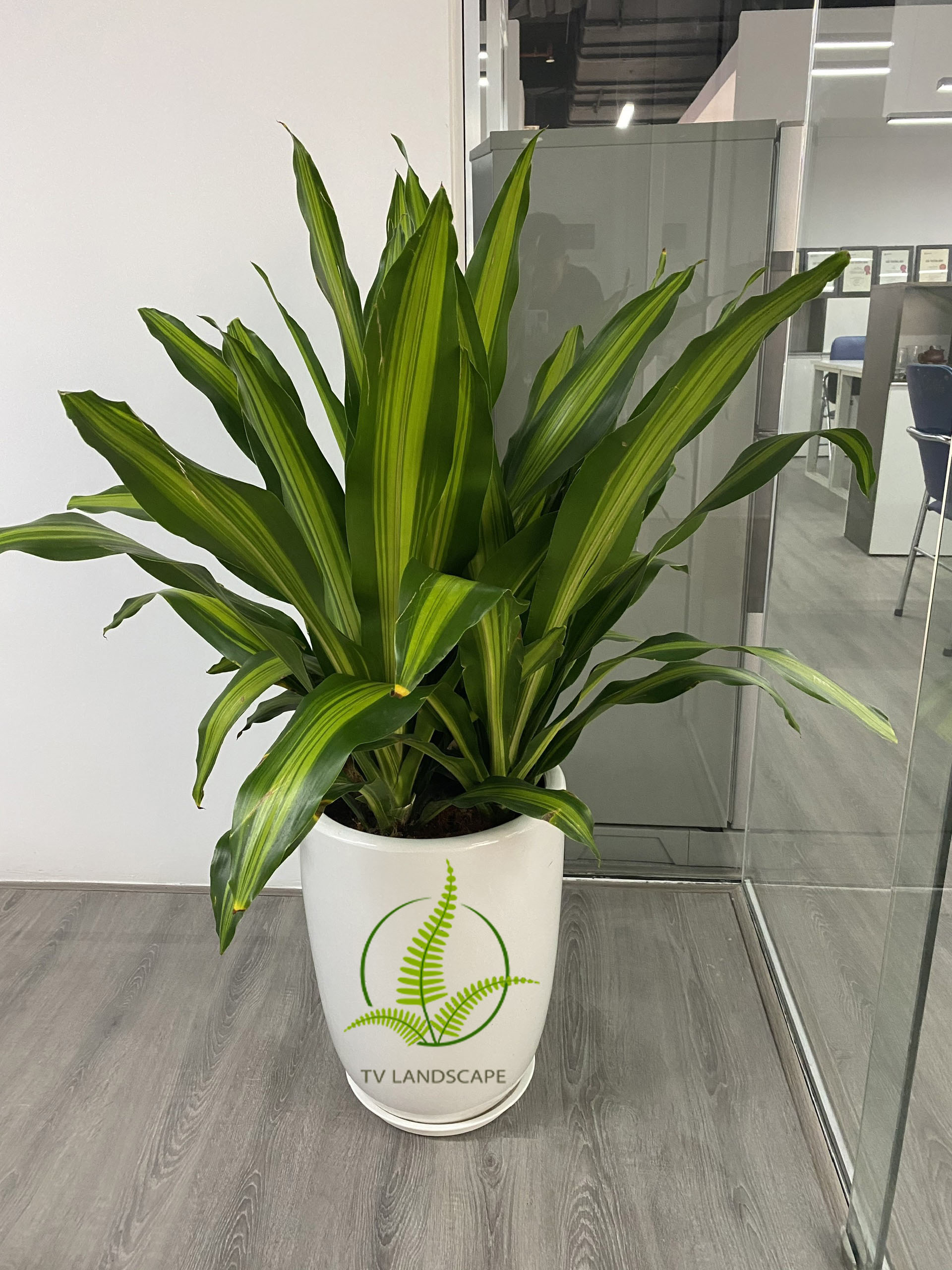 Cây Thiết Mộc Lan ngọn