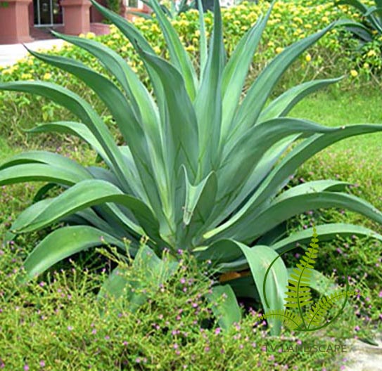 Cây Dứa Agao