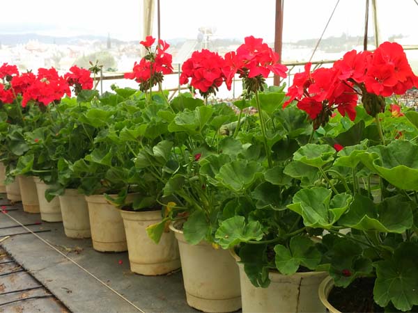 Cây Phong Lữ Thảo