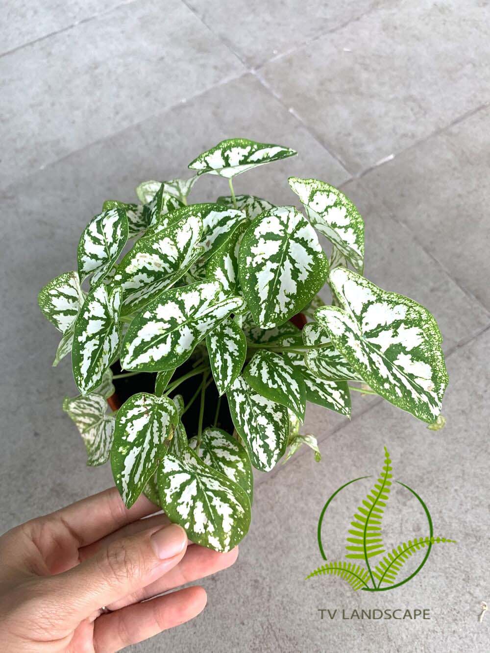 Cây Môn Đốm Trắng