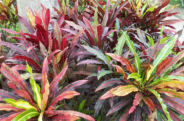 Cây cô tòng đuôi lươn