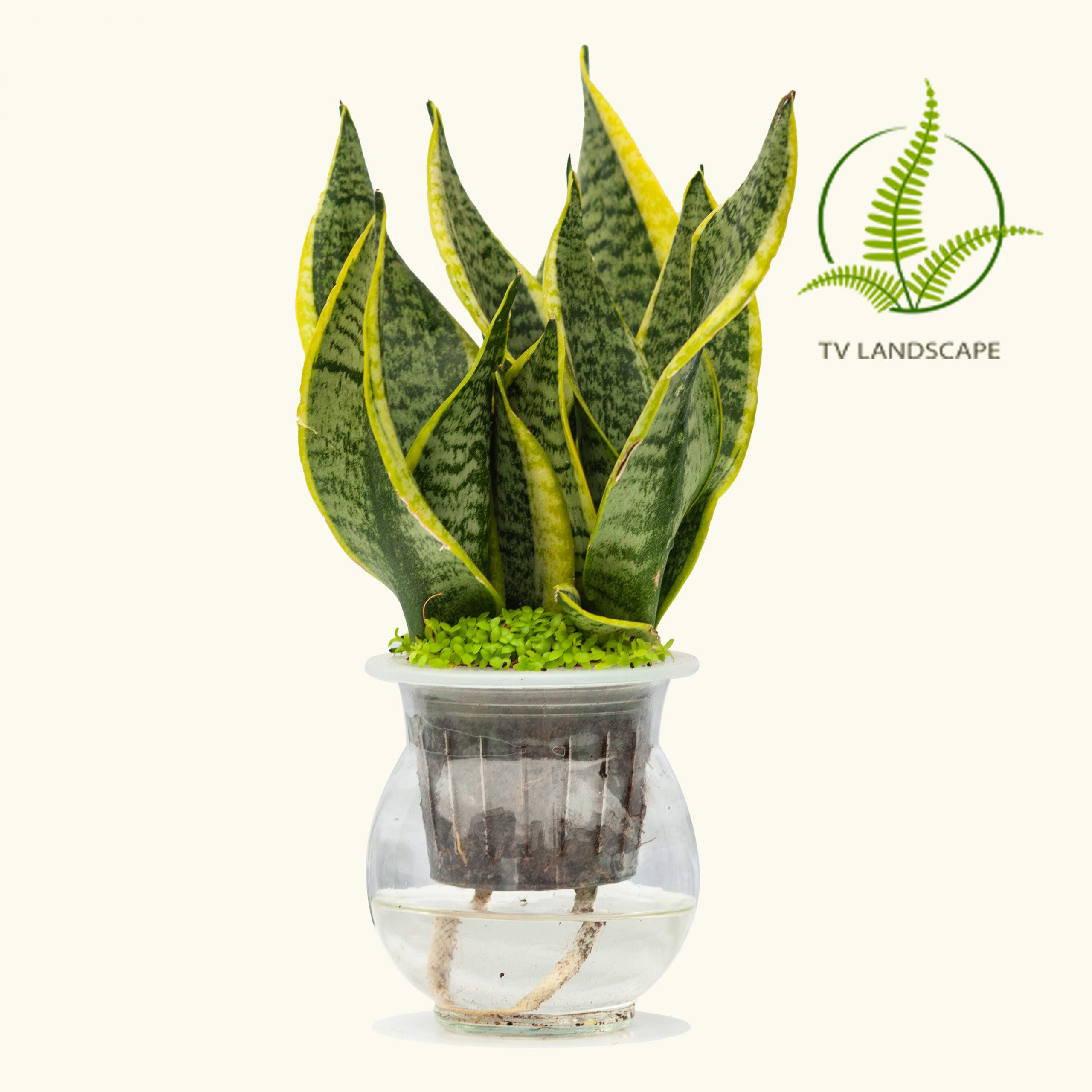 Cây Lưỡi Hổ thủy sinh